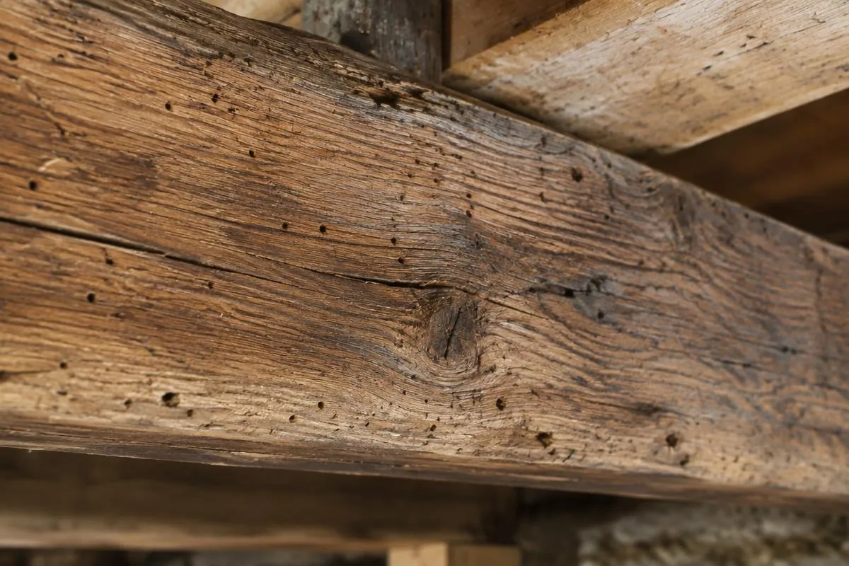 Illustration of woodworm holes in a timber joist